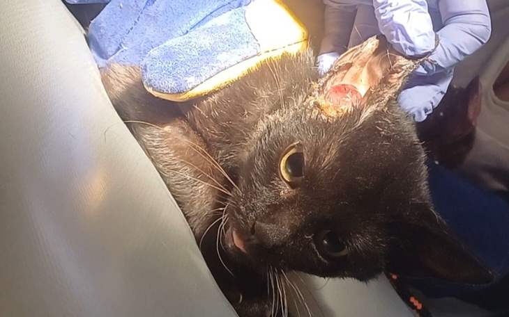 Zbiórka Berlinka - jedna z dziesięciu. - zdjęcie główne