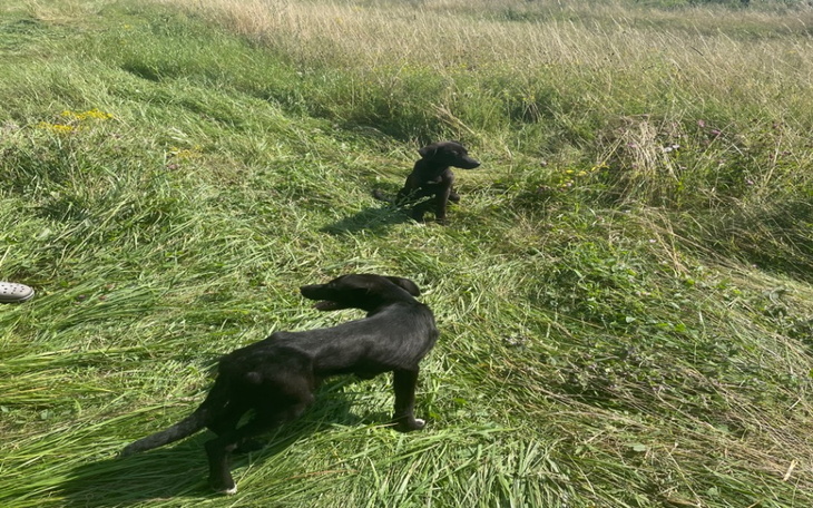 Zbiórka Zabiedzone, porzucone suczki - zdjęcie główne