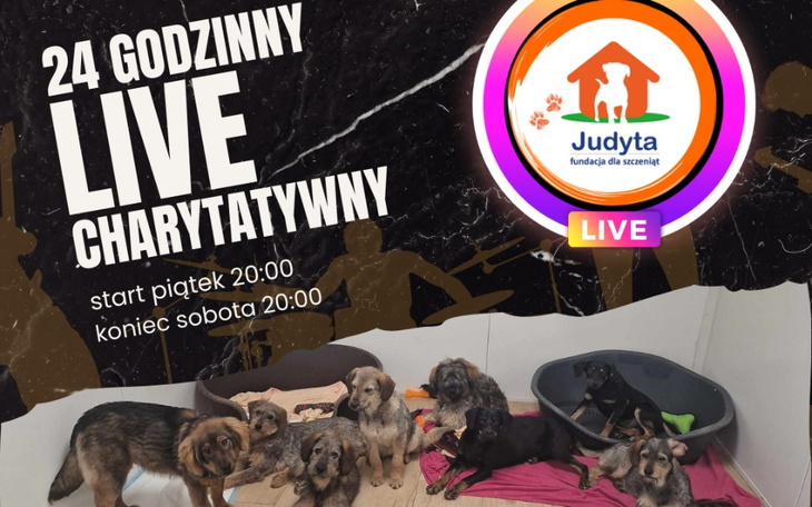 Zbiórka 24h LIVE CHARYTATYWNY na karmę - zdjęcie główne