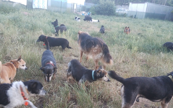 Zbiórka Lodówka dla psiego hospicjum - zdjęcie główne