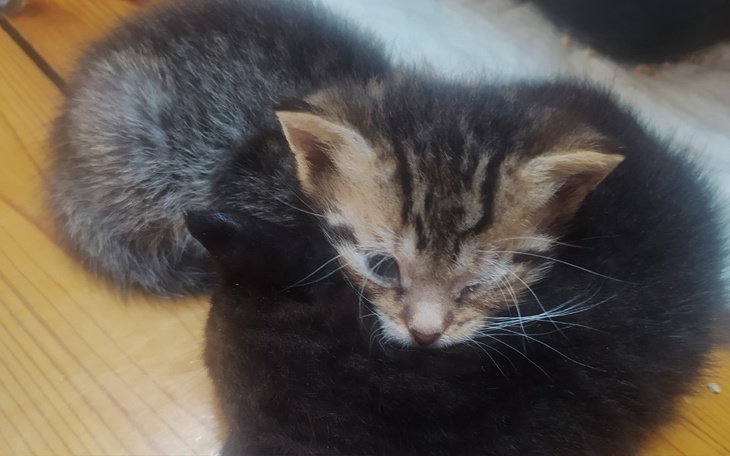 Zbiórka Kilogram kociego szczęścia - zdjęcie główne