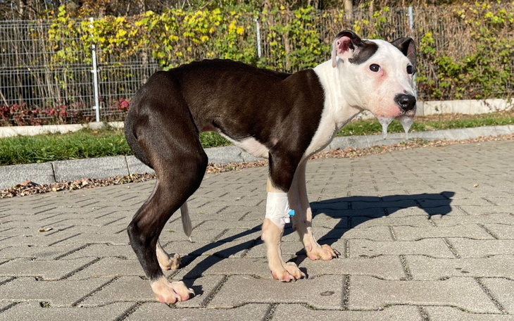 Zbiórka DRAMAT SEZAMKA - walka o życie - zdjęcie główne