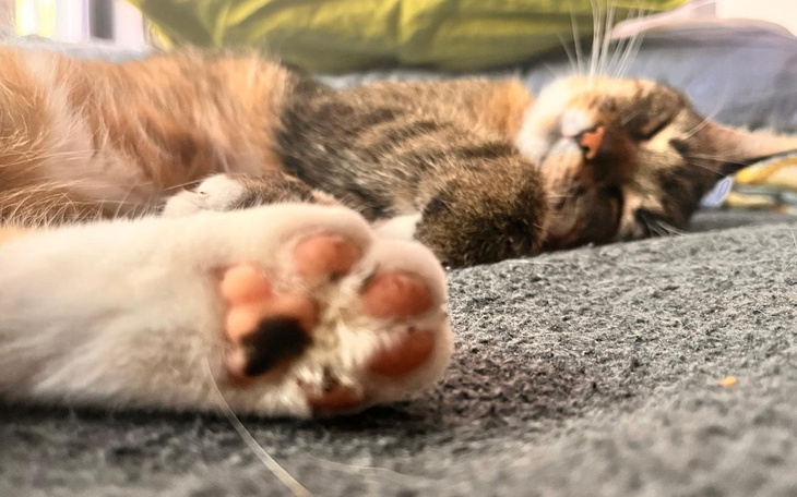 Zbiórka Szansa na życie dla Krysi - zdjęcie główne