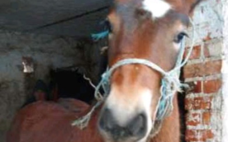 Zbiórka Bez dobrych serc stracę Ją - zdjęcie główne