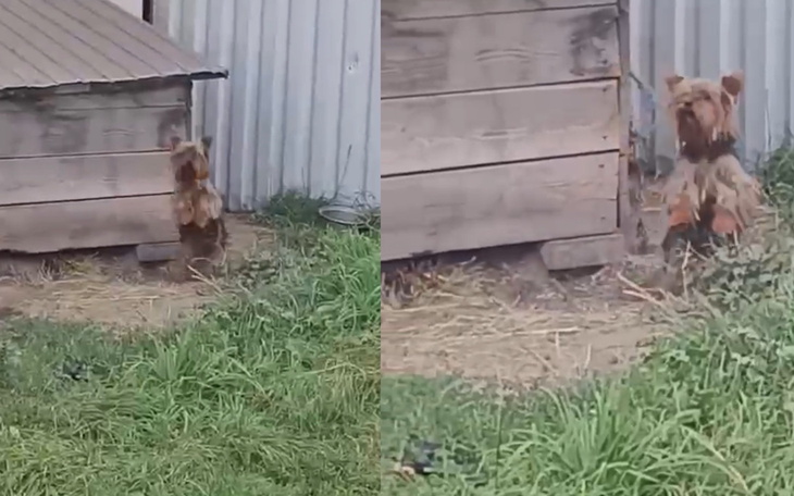 Piesek siedzący obok drewnianej konstrukcji na trawie.