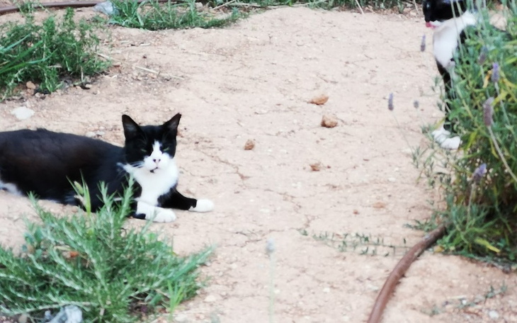 Zbiórka Zbieram na karmę dla kotów - zdjęcie główne