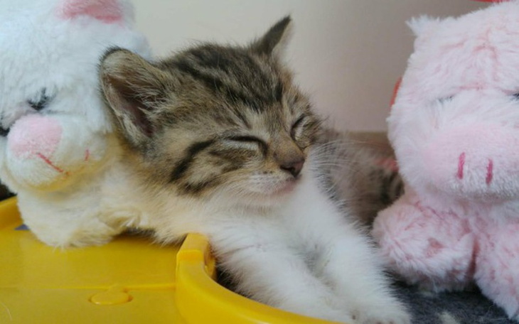 Zbiórka Nadaj imię kociej sierotce! - zdjęcie główne