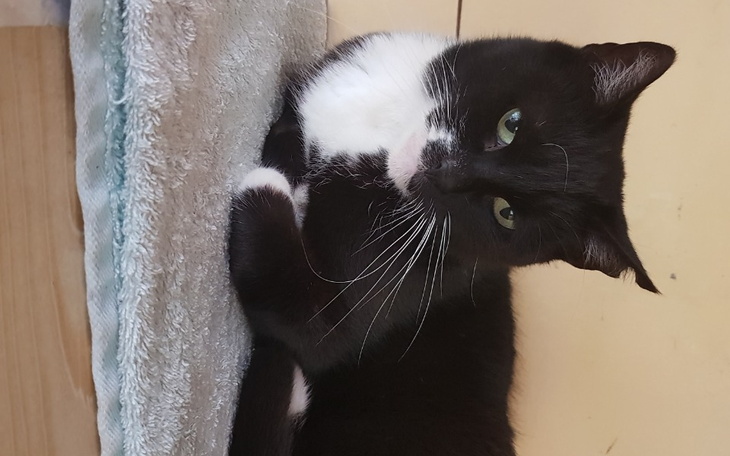 Zbiórka Diagnoza i leczenie 8 kotów - zdjęcie główne