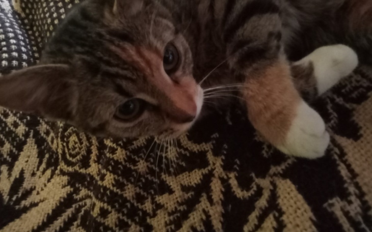 Zbiórka Karma i żwirek dla kociaków - zdjęcie główne