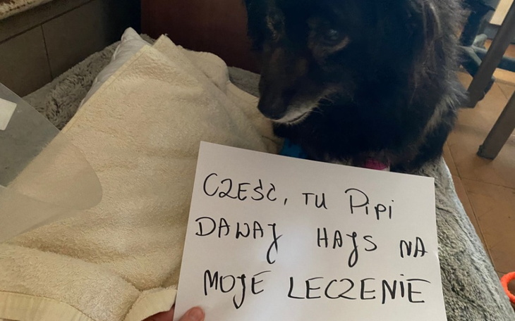 Zbiórka Stracić życie przez kleszcza - zdjęcie główne