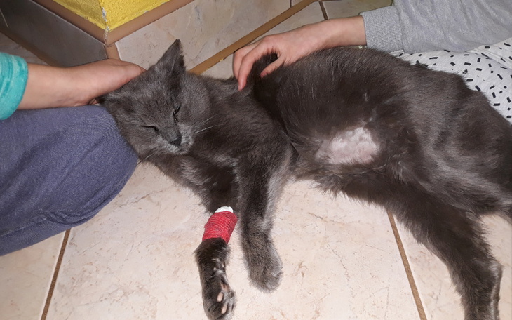 Zbiórka Kot-terapeuta potrzebuje pomocy - zdjęcie główne