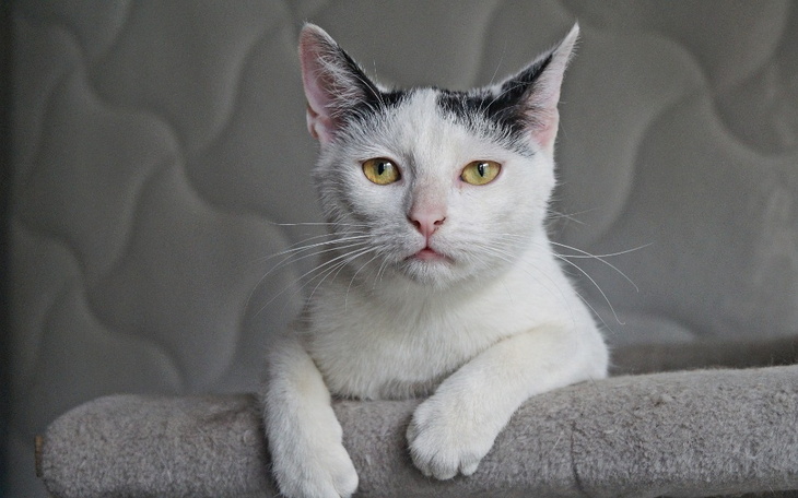 Zbiórka Na zamówienie karmy - zdjęcie główne