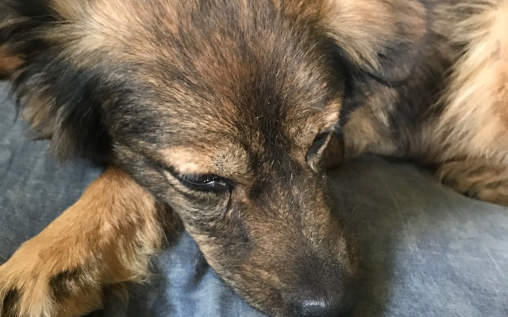 Zbiórka Leczenie nowotworu u Dody - zdjęcie główne