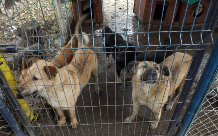 Zbiórka Schronisko Kołobrzeg - zdjęcie główne