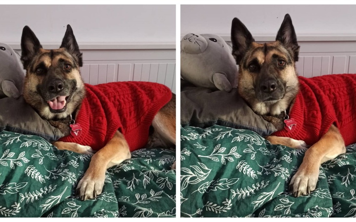 Zbiórka Dla Misi, aby mogła znowu biegać - zdjęcie główne