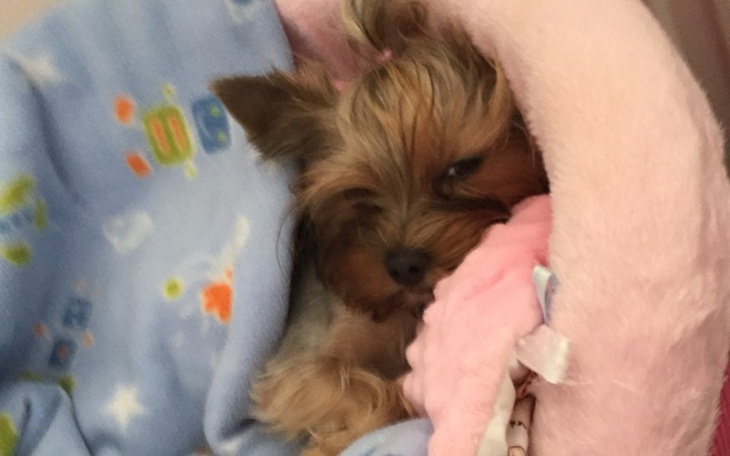 Zbiórka Pomóżmy sheili - zdjęcie główne