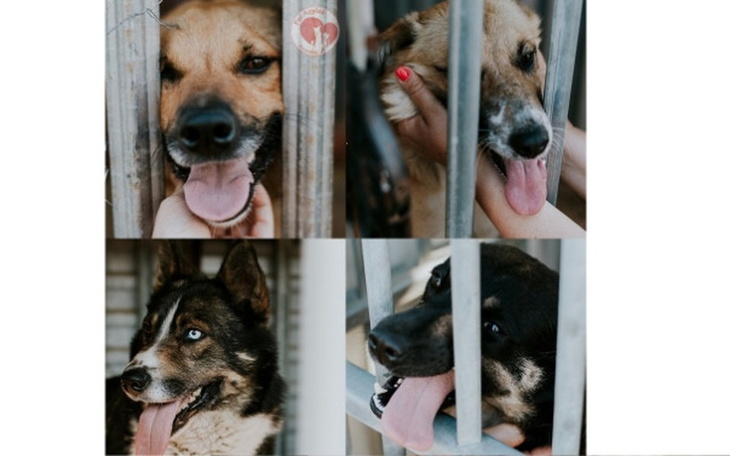 Zbiórka Upał zabija! Pomóżmy im! - zdjęcie główne