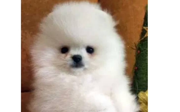 Zbiórka zbieram na pieska szpica - zdjęcie główne