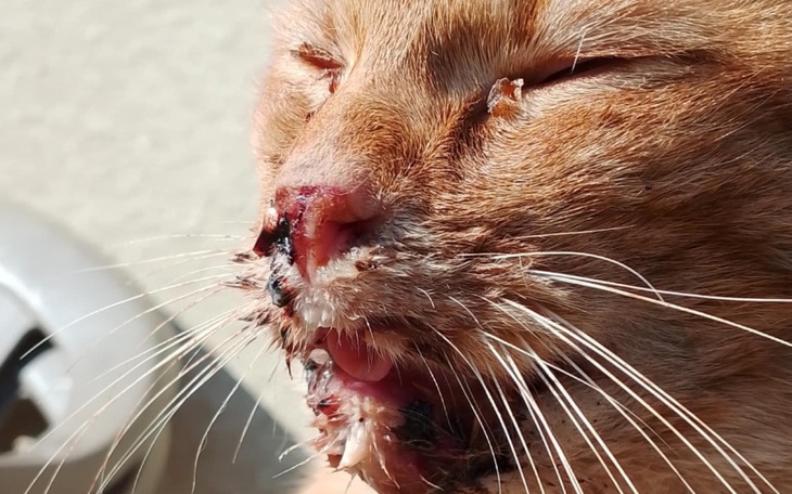 Kot z ranami na pyszczku, z zamkniętymi oczami, odpoczywający na słońcu.