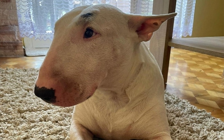 Zbiórka Zbiórka na chorego bulteriera - zdjęcie główne