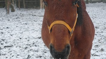 Zbiórka Galapada nie chce do Włoch - miniaturka zdjęcia