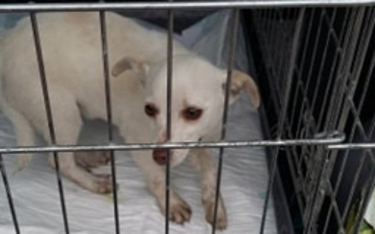 Zbiórka Pomoc małej suni i jej matce! - zdjęcie główne