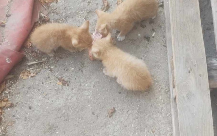 Zbiórka Na karmę,leki kotki - zdjęcie główne