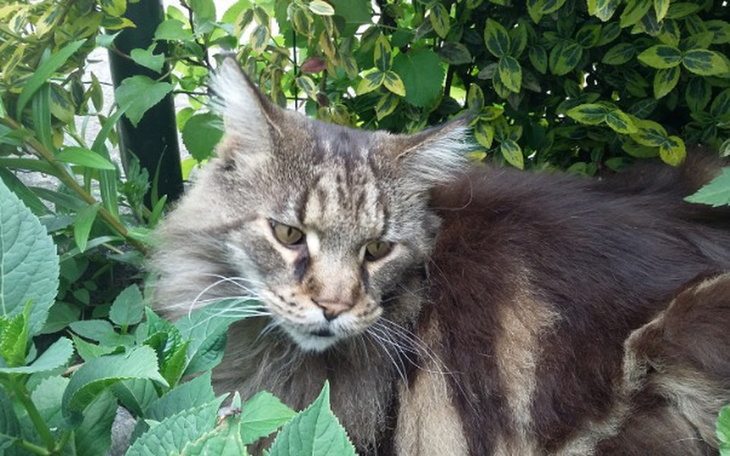 Zbiórka Jasiu zbiera z kotełkami. - zdjęcie główne