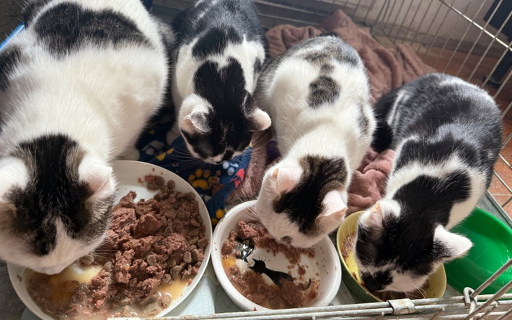 Kolaż zdjęć: kobieta, pies i koty w różnych ujęciach.