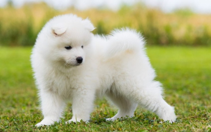 Zbiórka Marzenienieeee - zdjęcie główne