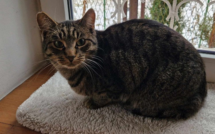 Zbiórka Niebieska Sfora - Grudzień. - zdjęcie główne