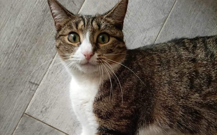 Zbiórka Na małą kotke - zdjęcie główne