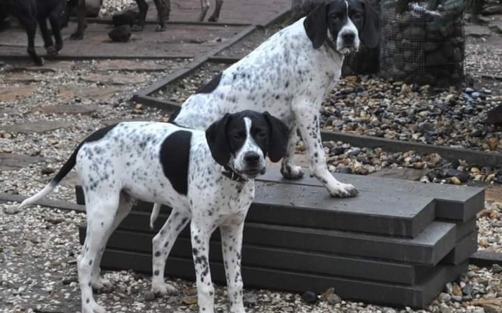 Zbiórka SOS dla wyżłów- pomagamy - zdjęcie główne