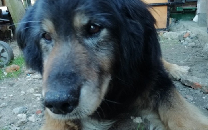 Zbiórka Ratowanie zwierząt - zdjęcie główne