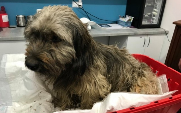 Zbiórka Sproket- postrzelony i potrącony - zdjęcie główne