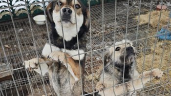 Zbiórka Na ratunek czterem psom - miniaturka zdjęcia