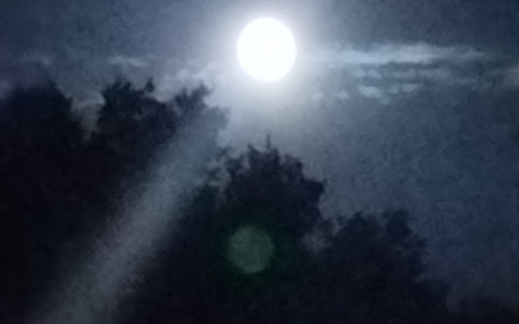 Pełnia księżyca nad drzewami w nocnym niebie