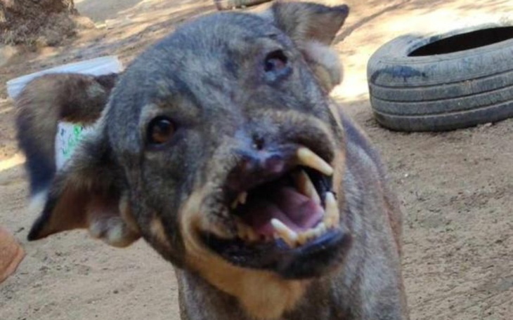 Pies z uszkodzeniami, ale pełen energii i radości.