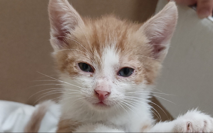 Zbiórka Na karmę dla kotków z Misji - zdjęcie główne