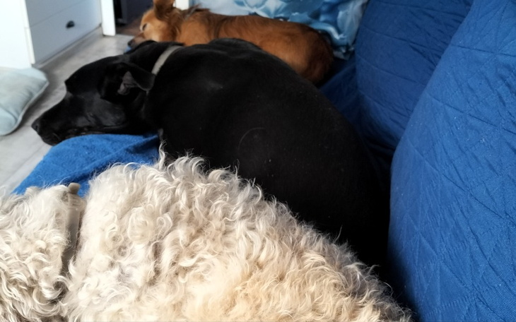 Trzy psy śpiące na niebieskiej kanapie.