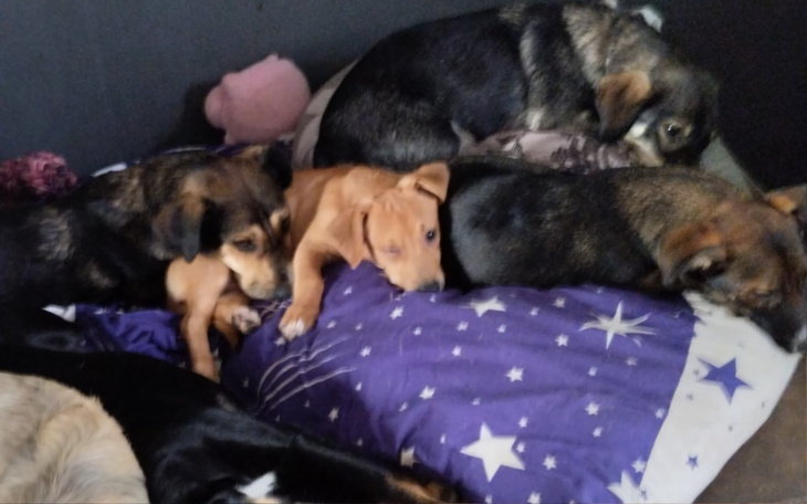 Grupa psów leżących na poduszce w przytulnym miejscu.