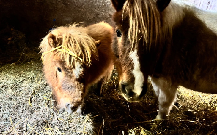 Dwa małe konie stojące w stajni na sianie.