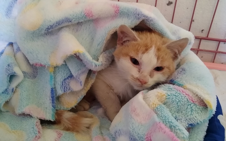 Zbiórka Leczenie maluszka że stawku - zdjęcie główne