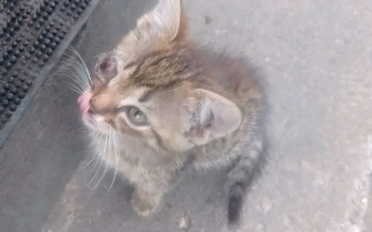 Zbiórka Kosztowne leczenie kici felixa - zdjęcie główne