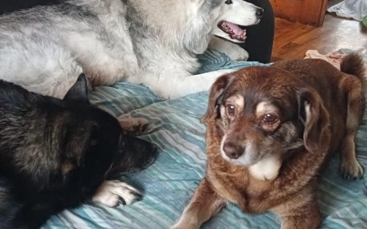 Zbiórka Na karmę dla psów w puszkach - zdjęcie główne