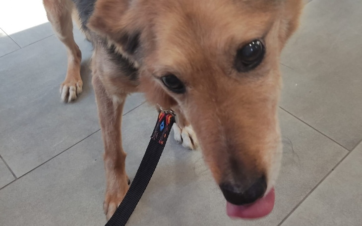 Zbiórka Ratunek dla psich staruszków - zdjęcie główne