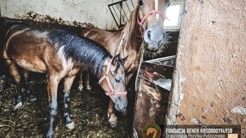 Zbiórka Benia i jej synek jadą na RZEŹ - miniaturka zdjęcia