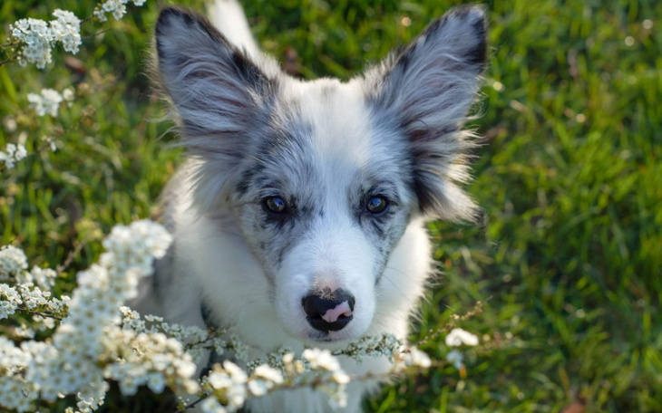 Zbiórka Na specjaIistyczną karmę - zdjęcie główne