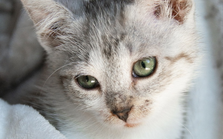 Zbiórka Świąteczna zbiórka dla kotów - zdjęcie główne