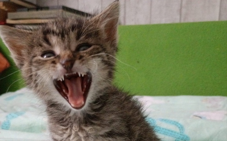 Zbiórka Spłacić długi za karmę i żwir - zdjęcie główne